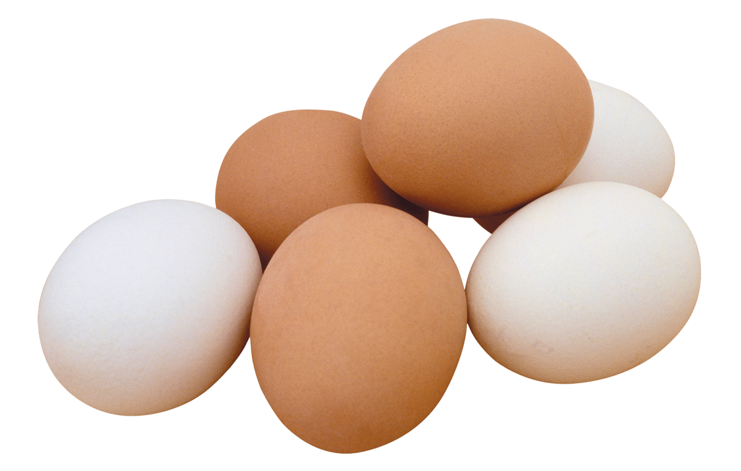 сухие яичные белки купить, сухой яичный белок, сухой яичный порошок белок, яичный белок сухой москва
